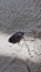 Deois flexuosa
