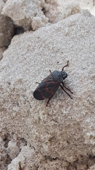 Deois flexuosa