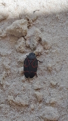 Deois flexuosa