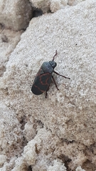 Deois flexuosa