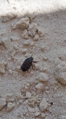 Deois flexuosa