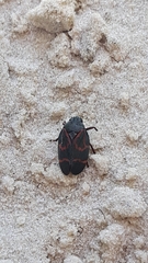 Deois flexuosa