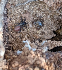 Antrodiaetus unicolor