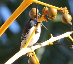 Spermestes bicolor nigriceps