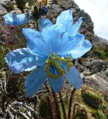 Meconopsis horridula