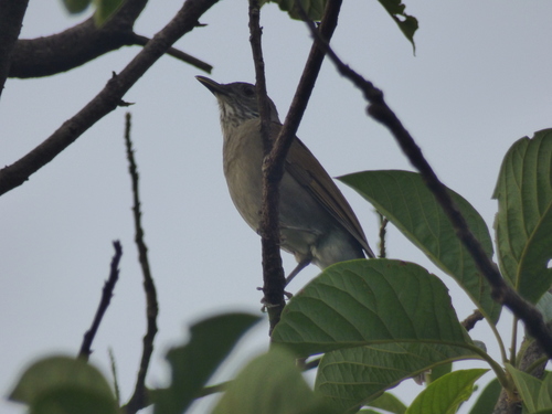 Turdus leucomelas