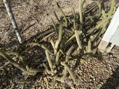 Cleistocactus