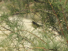 Serpophaga griseicapilla