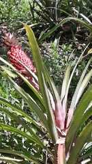 Ananas comosus bracteatus