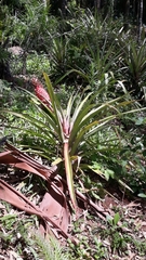 Ananas comosus bracteatus