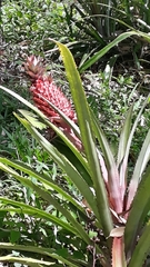 Ananas comosus bracteatus
