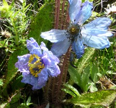 Meconopsis horridula