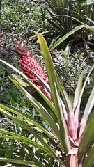 Ananas comosus bracteatus