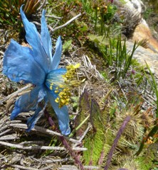 Meconopsis horridula