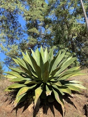 Agave inaequidens