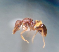 Strumigenys rostrata