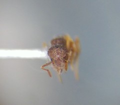 Strumigenys rostrata