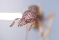 Strumigenys rostrata