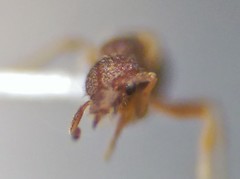 Strumigenys rostrata