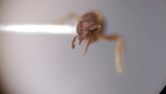 Strumigenys rostrata