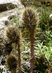 Meconopsis horridula