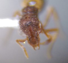Strumigenys rostrata