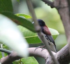 Spermestes bicolor nigriceps