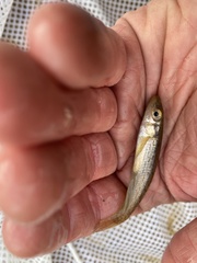 Fundulus catenatus
