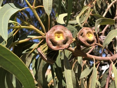 Eucalyptus erythrocorys