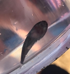 Gobiesox papillifer