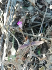 Dicliptera resupinata