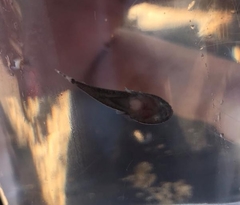 Gobiesox papillifer