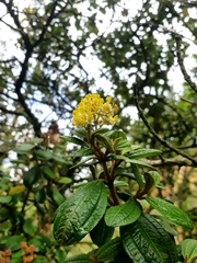 Miconia aspergillaris