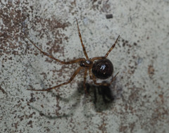 Theridion zantholabio