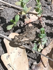 Rhinella marina