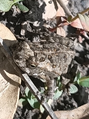Rhinella marina