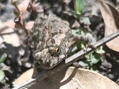 Rhinella marina