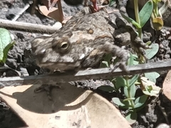 Rhinella marina