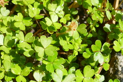 Oxalis magellanica