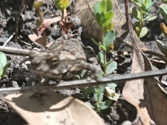 Rhinella marina