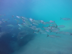 Haemulon maculicauda