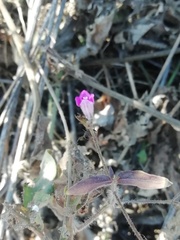 Dicliptera resupinata