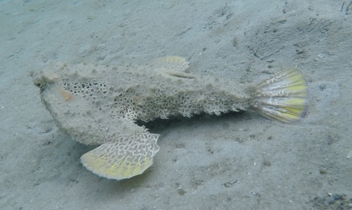 Polka-dot batfish (Ogcocephalus cubifrons) — Ogcocephalidae