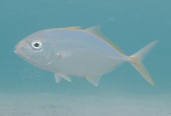 Caranx bartholomaei