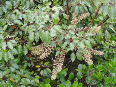 Sciodaphyllum pittieri