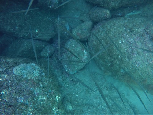 Deepwater cornetfish (Fistularia corneta) — Fistulariidae
