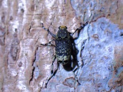Habrissus fasciatus