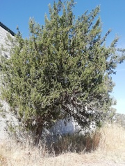 Juniperus coahuilensis