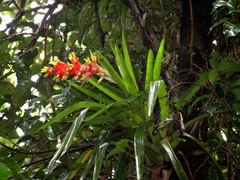 Guzmania donnell-smithii