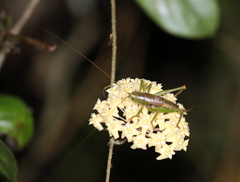 Austrosalomona destructor